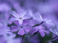 Liliowe, Kwiaty