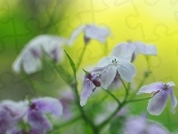 Liliowe, Kwiaty