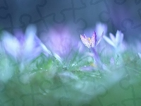 Krokus, Liliowy, Kwiat