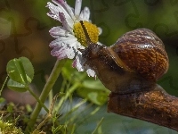 Konar, Ślimak, Aster