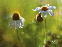 Margerytka, Ślimak, Bokeh