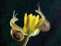 Ślimaki, Kwiat