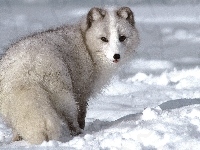 polarny, Lis, śnieg