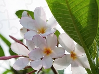 Kwiaty, Plumeria, Białe, Liść
