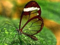 Liść, Motyl