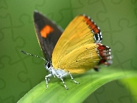 Żółty, Zielony, Liść, Motyl