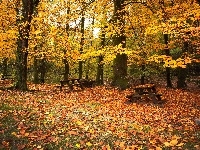 Liście, Jesień, Park, Ławeczki, Drzewa
