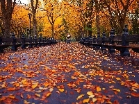 Liście, Park, Kwiaty, Jesień, Ławki, Gazon