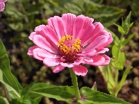 Cynia, Kwiat, Różowa, Liście