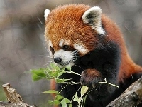 Liście, Panda, Czerwona, Pandka ruda