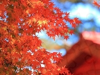Liście, Jesień, Czerwone, Klon