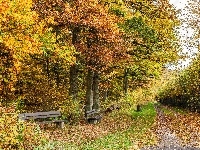 Droga, Liście, Jesień, Kolorowe, Park, Ławki, Pies