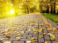 Liście, Jesień, Droga, Park, Drzewa, Chodnik