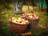Liście, Jabłka, Jesień, Drzewa, Kosze