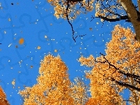 Liście, Niebo, Jesień, Drzewa, Czyste