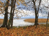 Liście, Jezioro, Drzewa, Jesień
