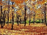 Liście, Park, Drzewa, Jesień