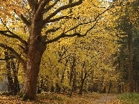 Liście, Park, Drzewa, Jesień
