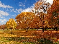 Liście, Park, Drzewa, Jesień