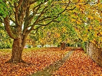 Liście, Park, Drzewa, Jesień