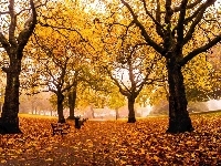 Liście, Jesień, Park, Drzewa, Ławki