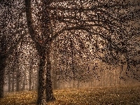 Liście, Jesień, Park, Drzewa, Mgła