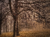 Liście, Jesień, Park, Drzewa, Mgła