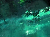Drzewo, Liście, Bokeh