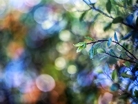 Światło, Gałązki, Liście, Bokeh