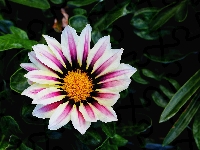 Liście, Dwukolorowe, Gazania