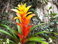 Guzmania, Rośliny, Kwiat, Liście