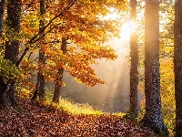 Mgła, Drzewa, Jesień, Liście, Przebijające światło, Ścieżka