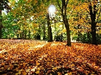 Liście, Drzewa, Jesień, Słońce