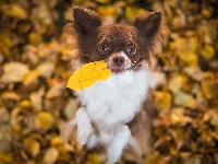 Jesienne, Pies, Chihuahua, Liście