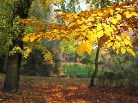 Liście, Żółte, Jesienne, Park