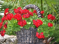 Koszyk, Kwiaty, Kamienny, Liście, Pelargonia, Czerwona, Zielone