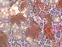 Klonu, Liście, Fractalius