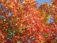 Liście, Drzewo, Kolorowe, Jesień
