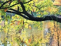 Liście, Jezioro, Woda, Dąb, Kolorowe, Odbicie