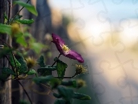 Liście, Clematis, Kwiat, Światło