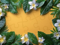 Kwiaty, Plumeria, Białe, Liście