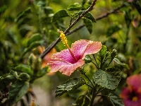 Liście, Hibiskus, Kwiaty