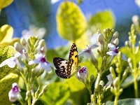 Liście, Motyl, Kwiaty, Światło