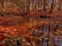 Liście, Jesień, Las, Kałuża