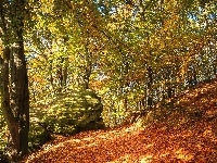 Liście, Kamienie, Jesień, Las, Drzewa