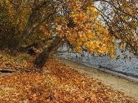 Liście, Jezioro, Las, Jesień