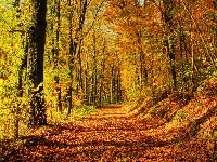 Leśna, Liście, Światło, Opadłe, Jesień, Droga, Przebijające