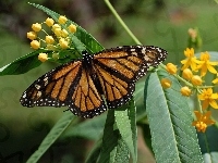 Liście, Motyl, Monarch, Kwiaty