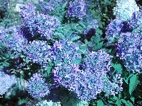 Liście, Hortensje, Niebieskie, Ogród