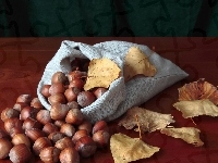 Liście, Przyroda, Orzechy laskowe